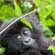 combining-gorilla-trekking-with-wildlife-safaris-in-uganda