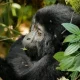 budget-gorilla-trekking-in-rwanda-vs-uganda