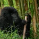 gorilla-safaris-and-budget-game-drives-in-uganda