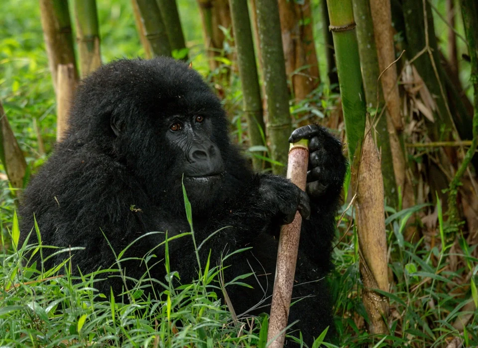 a-complete-guide-to-gorilla-trekking-in-mgahinga-national-park