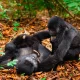 small-group-gorilla-safaris-in-uganda