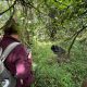 managing-expectations-for-your-gorilla-safari-adventure
