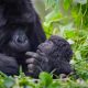 short-gorilla-safaris-in-uganda