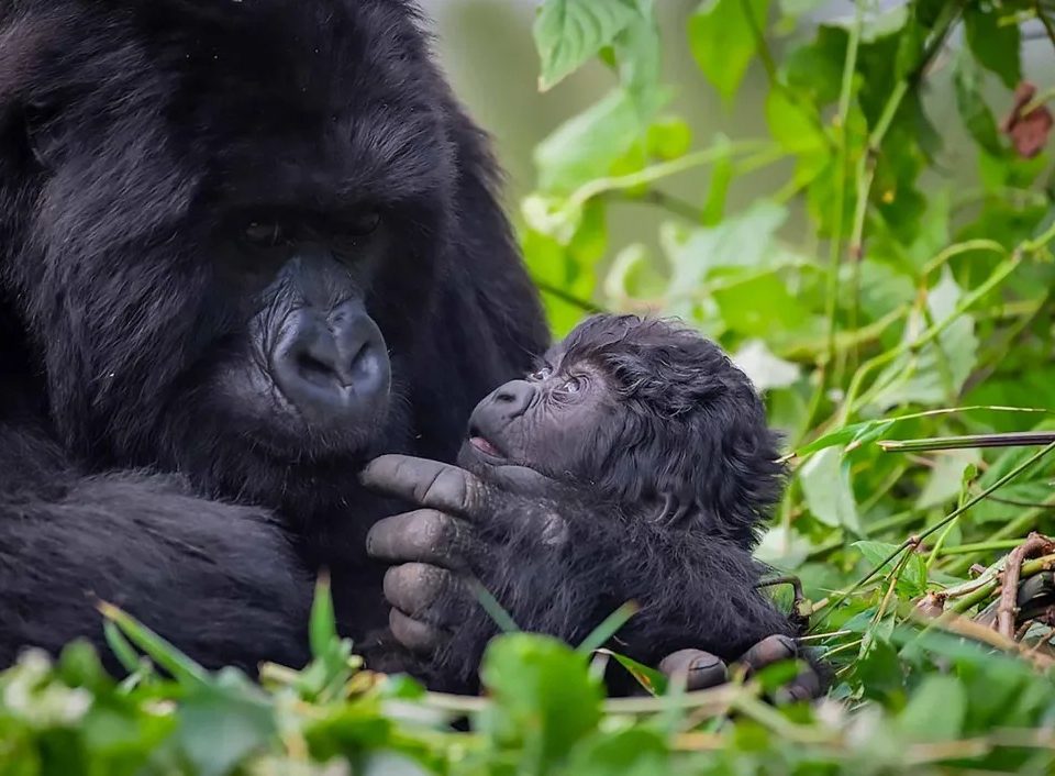 short-gorilla-safaris-in-uganda