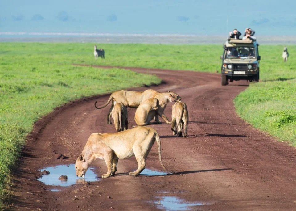 best-safari-destinations-in-east-africa-for-first-time-visitors