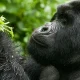 uganda-wildlife-updates-gorilla-and-chimpanzee-permits-reduced