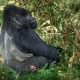 kigali-to-bwindi-gorilla-trekking-routes-costs-and-travel-time
