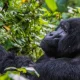 3-days-gorilla-trekking-safari-from-kigali-to-bwindi