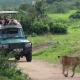 uganda-vs-kenya-vs-rwanda-safaris