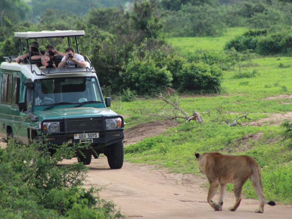 uganda-vs-kenya-vs-rwanda-safaris