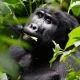 secure-your-gorilla-tracking-permit-in-uganda