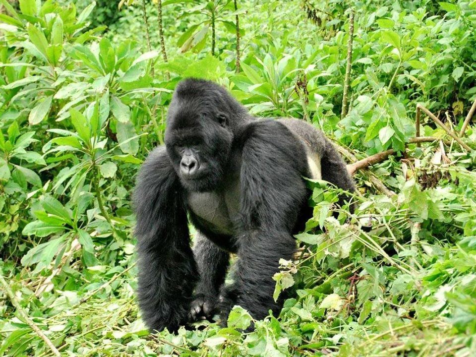 kigali-to-bwindi-national-park-uganda