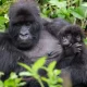 best-time-for-gorilla-trekking-in-uganda-and-rwanda