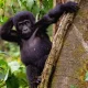 mgahinga-gorilla-trekking-safari-itinerary-from-kigali