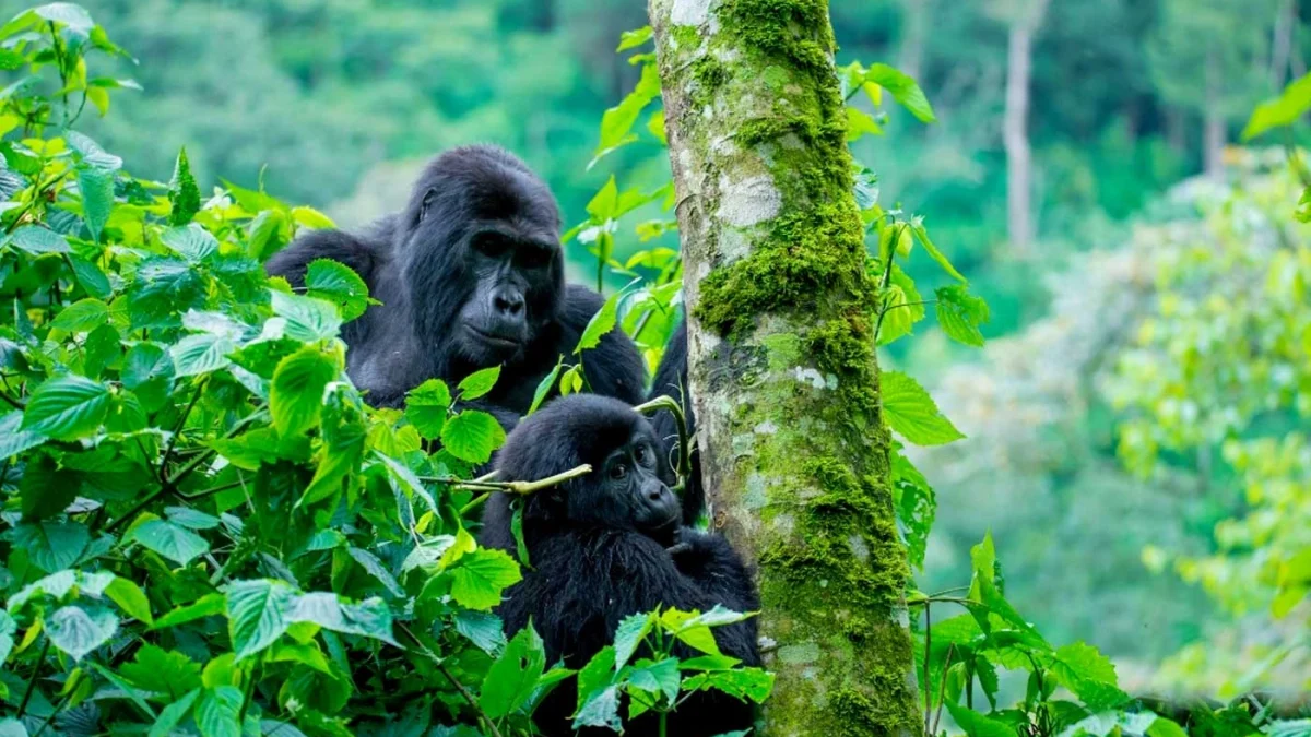 gorilla-habituation-experience-in-rushaga-sector