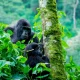 the-best-time-for-a-uganda-safari-from-kigali
