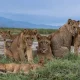 from-chimps-to-lions-uganda-wildlife-and-primate-safari