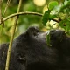 chimpanzee-and-gorilla-tracking-in-uganda-starting-from-kigali