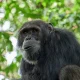 best-time-for-chimpanzee-trekking-in-budongo-forest