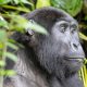 cross-border-uganda-rwanda-gorilla-safaris