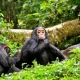 gorilla-trekking-and-chimpanzee-tracking-safari-from-kigali