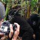 15-day-rwanda-uganda-primate-big-five-safari-adventure