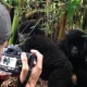 chimpanzee-tracking-and-wildlife-photography-in-uganda