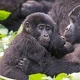 short-gorilla-trekking-trips-from-kigali