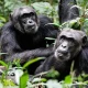 chimpanzees-big-cats-and-more-in-uganda
