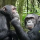 how-difficult-is-chimpanzee-tracking-in-uganda