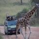 the-best-wildlife-safari-route-across-uganda-and-rwanda