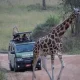 budget-vs-luxury-uganda-safaris-from-kigali