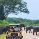 top-10-animals-you-can-see-on-game-drives-in-uganda