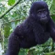 10-day-gorilla-trekking-and-great-migration-safari