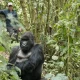 2-day-gorilla-trekking-safari-from-kigali-to-bwindi