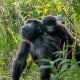 african-bucket-list-safari-gorillas-and-the-great-migration