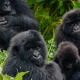 uganda-gorillas-and-serengeti-migration-safari-guide