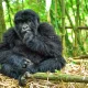 gorilla-trekking-in-mgahinga-gorilla-national-park-from-kigali