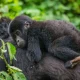 cost-of-gorilla-trekking-safari-from-kigali-to-uganda
