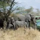 best-safari-experiences-in-uganda