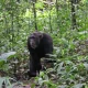 tracking-chimps-and-wildlife-in-queen-elizabeth-national-park