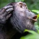 luxury-uganda-safaris-starting-in-kigali