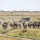adventure-safari-from-gorilla-habituation-to-wildebeest-migration