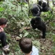 gorilla-trekking-in-bwindis-nkuringo-sector-starting-in-kigali