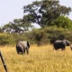 what-1000-3000-and-5000-safaris-look-like-in-uganda