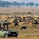 explore-uganda-tanzania-gorilla-trekking-meets-the-great-migration