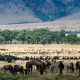 maasai-mara-migration-safari-how-to-plan-your-trip