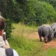 tracking-rhinos-in-uganda