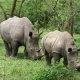 rhino-tracking-in-kidepo-valley-national-park