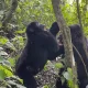 affordable-safari-transfers-from-kigali-to-uganda-gorilla-parks
